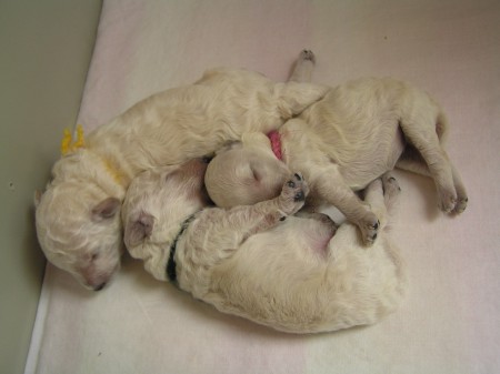 ...po cucání je dobré si schrupnout...